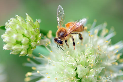 蜜蜂采蜜回巢是直線飛行嗎(蜜蜂是不是裝滿蜜就直線回巢?) 蜜蜂采蜜回巢是直線飛行嗎(蜜蜂是不是裝滿蜜就直線回巢?)