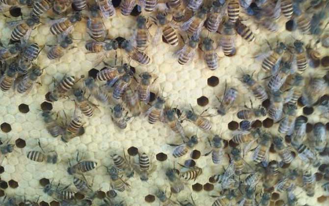 中蜂弱群喂白糖吃怎么辦 中蜂弱群喂白糖吃怎么辦