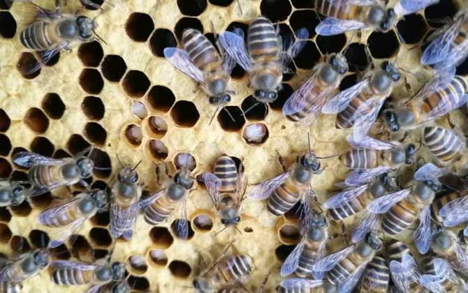 中蜂弱群喂白糖吃怎么辦 中蜂弱群喂白糖吃怎么辦