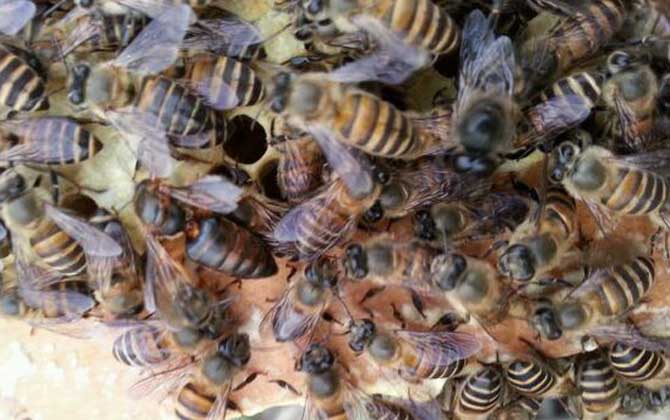 中蜂弱群喂白糖吃怎么辦 中蜂弱群喂白糖吃怎么辦