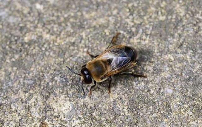 雄蜂的壽命有多長時(shí)間? 雄蜂的壽命多長時(shí)間