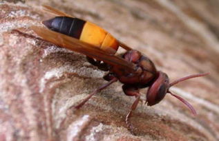 虎頭蜂蜂王的特點（虎頭蜂怎么區分蜂王）