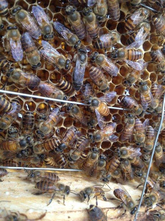 中蜂雙王群 中蜂雙王群