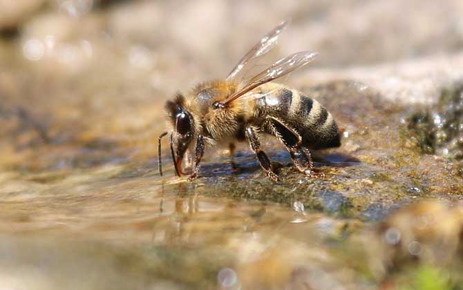 蜜蜂采蜜是什么工蜂(工蜂的形態特征) 蜜蜂采蜜是什么工蜂(工蜂的形態特征)