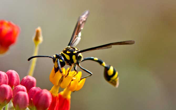 細(xì)腰蜂是蜜蜂嗎