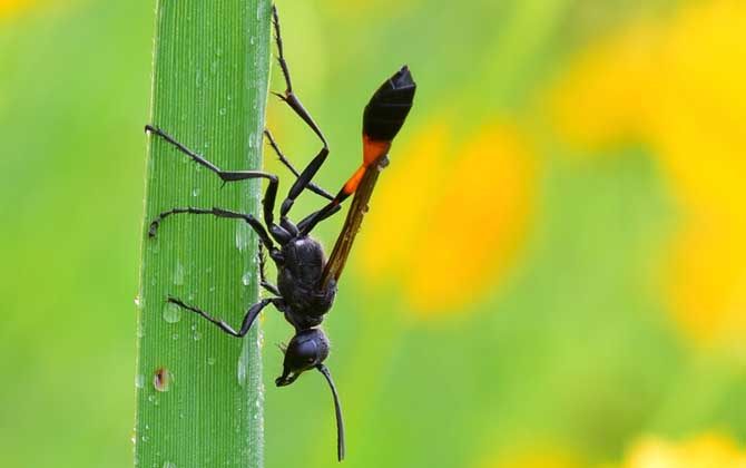 細(xì)腰蜂是蜜蜂嗎