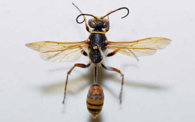 細(xì)腰蜂細(xì)腰蜂是蜜蜂嗎
