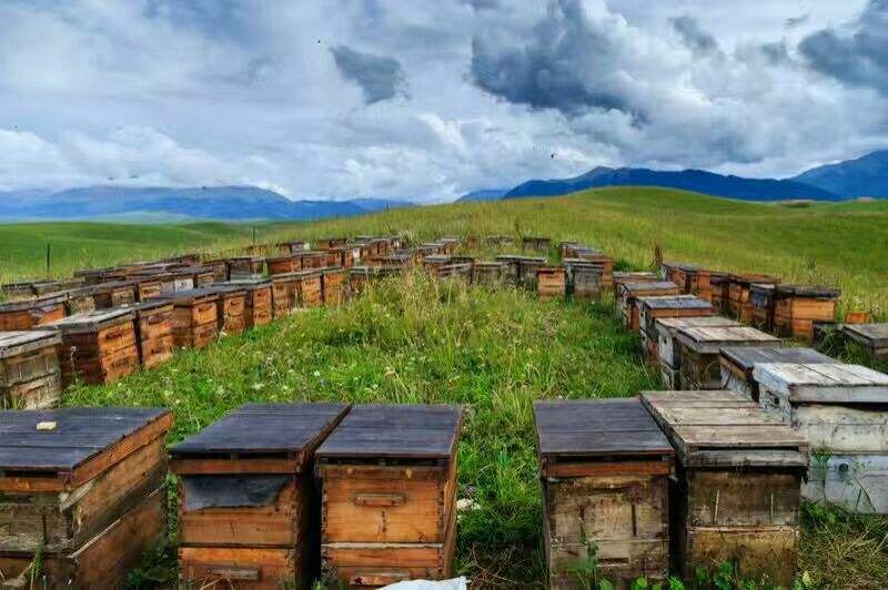 新疆黑蜂(伊犁黑蜂) 新疆黑蜂