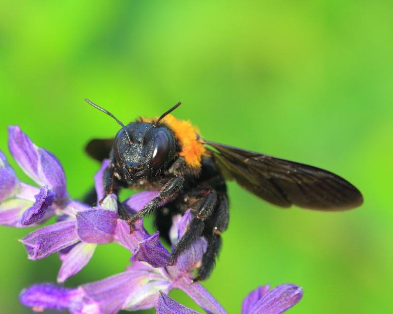 新疆黑蜂(伊犁黑蜂) 新疆黑蜂
