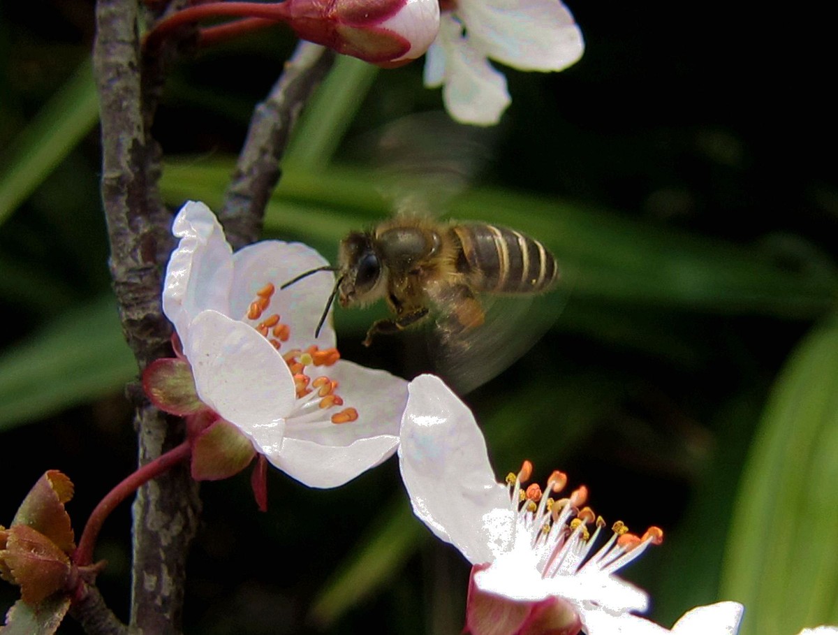 新手養(yǎng)蜂什么季節(jié)開(kāi)始（新手養(yǎng)蜂最好什么時(shí)候養(yǎng)）