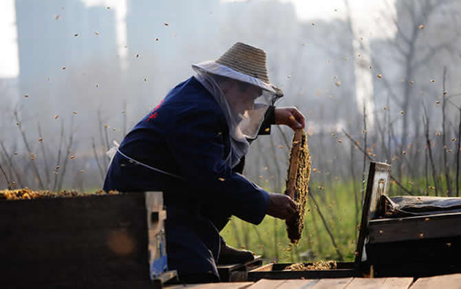 陽臺養蜂 陽臺養蜂