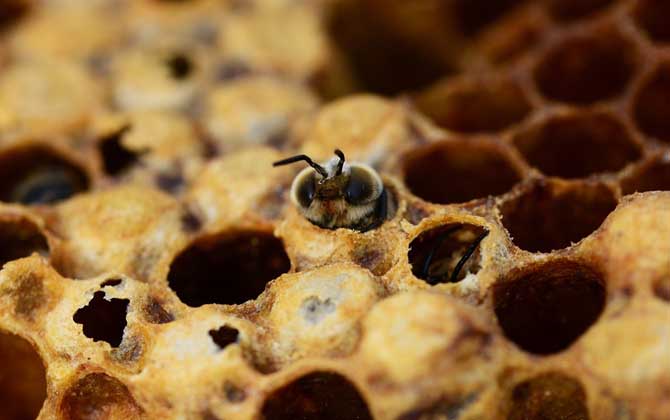 秋繁蜜蜂的養(yǎng)殖方法和注意事項（蜜蜂秋繁的最佳時間及注意事項）