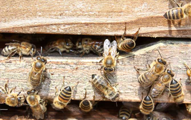 秋繁蜜蜂的養(yǎng)殖方法和注意事項（蜜蜂秋繁的最佳時間及注意事項）
