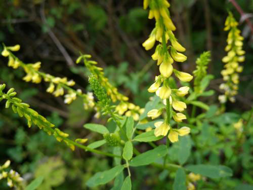 草木犀是蜜源植物嗎（草木犀的花期和常見(jiàn)種類(lèi)）