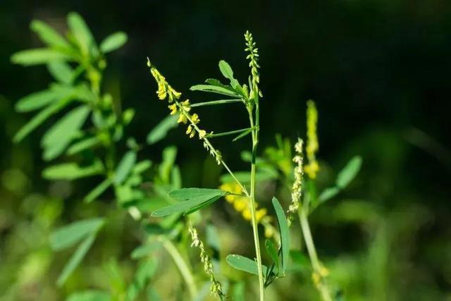 草木犀是蜜源植物嗎（草木犀的花期和常見(jiàn)種類(lèi)）