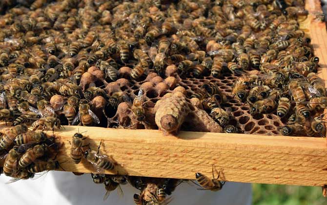 中蜂阿壩王一天可以產多少卵(蜂王一天能產多少卵) 中蜂阿壩王一天可以產多少卵(蜂王一天能產多少卵)