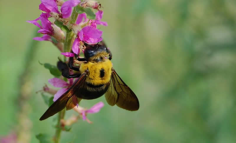 中華木蜂 中華木蜂