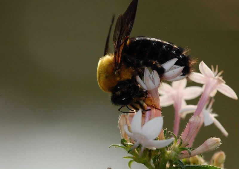中華木蜂 中華木蜂