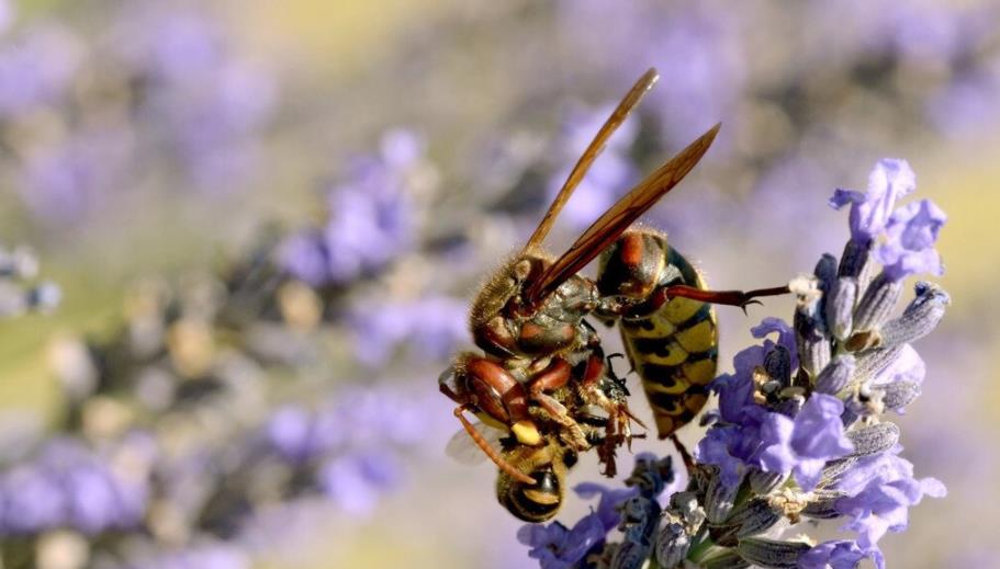 阿壩中蜂分蜂季節是什么時候（中蜂分蜂時間是什么時候）