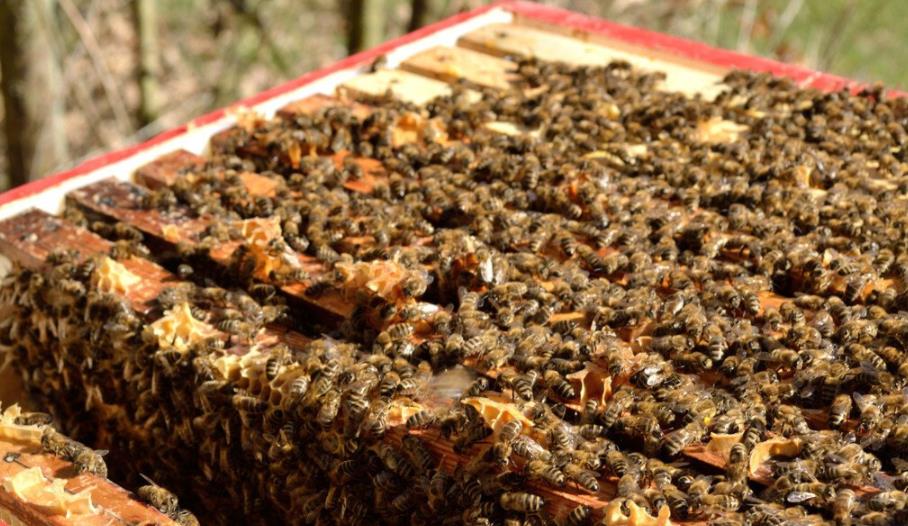 阿壩中蜂分蜂季節是什么時候（中蜂分蜂時間是什么時候）