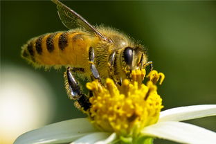 ?工蜂尾巴抖動是什么原因(蜜蜂在巢門口搖尾巴是什么意思) ?工蜂尾巴抖動是什么原因(蜜蜂在巢門口搖尾巴是什么意思)