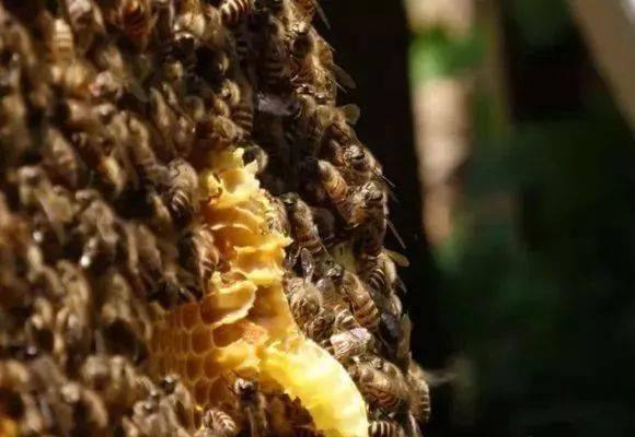 大蜂場(chǎng)是怎么養(yǎng)蜂的（大型養(yǎng)蜂場(chǎng)是如何飼喂蜂群的）