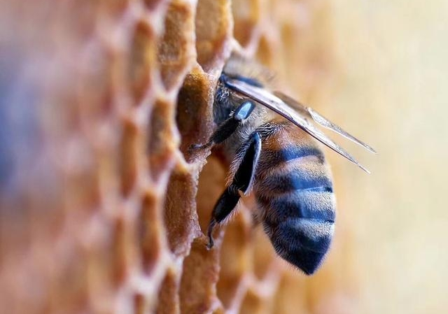 大蜂場(chǎng)是怎么養(yǎng)蜂的（大型養(yǎng)蜂場(chǎng)是如何飼喂蜂群的）