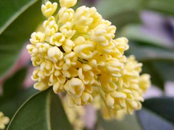 木犀科主要蜜源植物（一文了解木犀科代表植物）