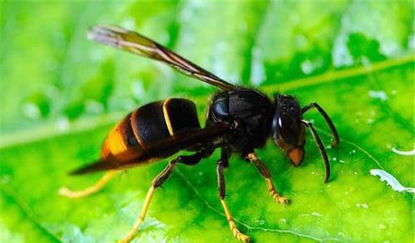 中國大虎頭蜂藥用是什么(大虎頭蜂藥用的功效) 中國大虎頭蜂藥用是什么(大虎頭蜂藥用的功效)