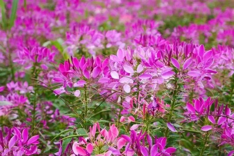 養(yǎng)蜂種什么花蜜源最好？(蜜源植物種植技巧)