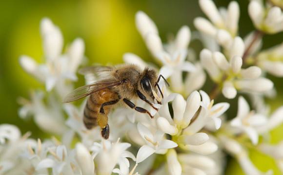 意蜜蜂養(yǎng)殖技術(shù)及注意事項(xiàng)
