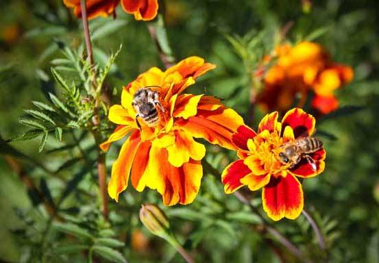 意蜜蜂養(yǎng)殖技術(shù)及注意事項(xiàng)