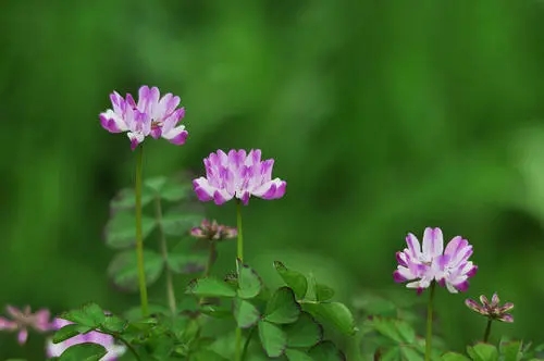 紫云英的種植方法和時間（紫云英如何播種以及藥用價值）