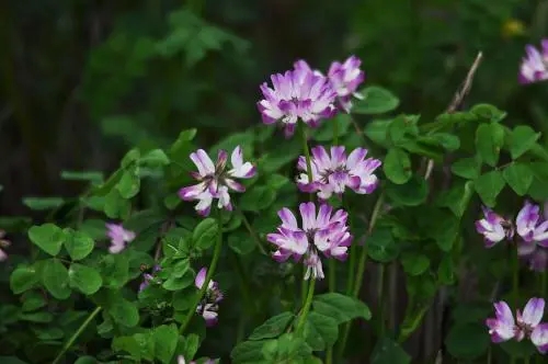 紫云英的種植方法和時間（紫云英如何播種以及藥用價值）