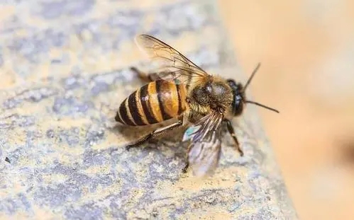 北一號(hào)中蜂品系價(jià)格（北京一號(hào)蜂種）