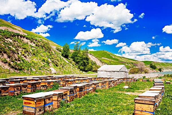 【蜜蜂知識】蜂箱木頭味道太大怎么辦? 蜂箱木頭味道太大怎么辦?