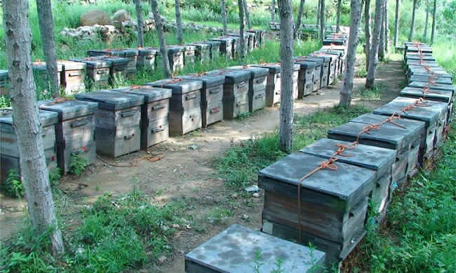 養殖蜜蜂應該如何擺放蜂箱？