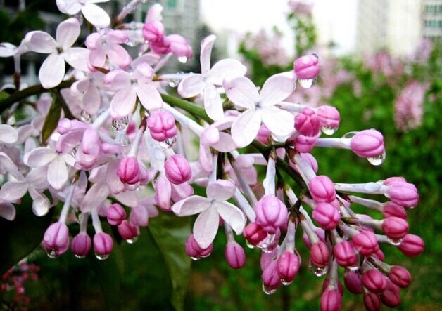 南方什么樹最流蜜？(南方常見的喬木樹蜜源)