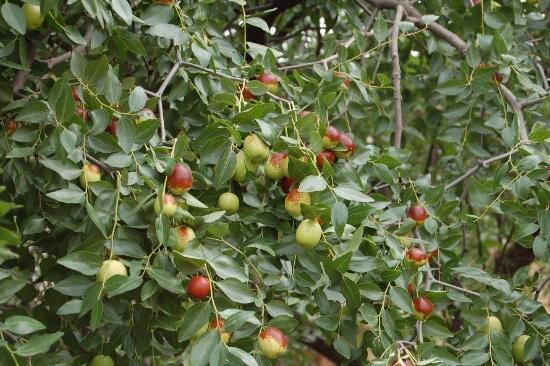 南方什么樹最流蜜？(南方常見的喬木樹蜜源)