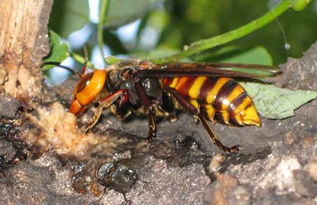 胡蜂離開蜂巢能活多長時間（胡蜂離開了蜂巢還能活多久）