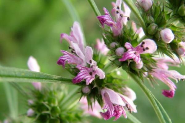 益母草什么時候開花(益母草幾月開花幾月份生長) 益母草什么時候開花(益母草幾月開花幾月份生長)