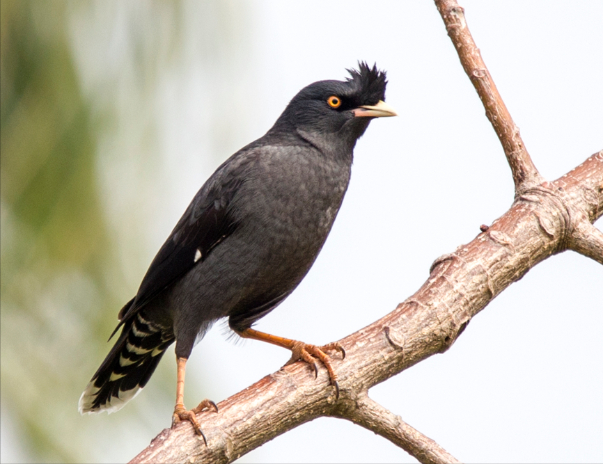 20萬(wàn)只粉紅椋鳥(niǎo)到達(dá)新疆,滅蝗大戰(zhàn)開(kāi)始,蝗蟲(chóng)還夠吃嗎 20萬(wàn)只粉紅椋鳥(niǎo)馳援新疆滅蝗,護(hù)40萬(wàn)畝草場(chǎng)!蝗災(zāi)到底有多可怕?