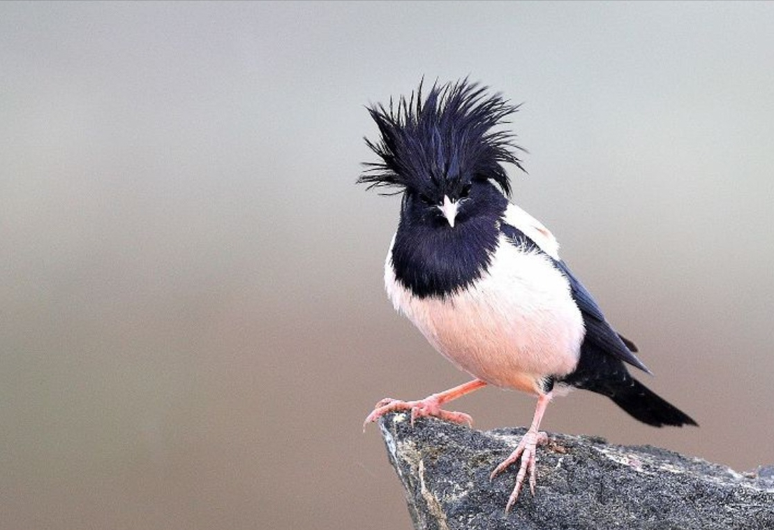 20萬(wàn)只粉紅椋鳥(niǎo)到達(dá)新疆,滅蝗大戰(zhàn)開(kāi)始,蝗蟲(chóng)還夠吃嗎 20萬(wàn)只粉紅椋鳥(niǎo)馳援新疆滅蝗,護(hù)40萬(wàn)畝草場(chǎng)!蝗災(zāi)到底有多可怕?