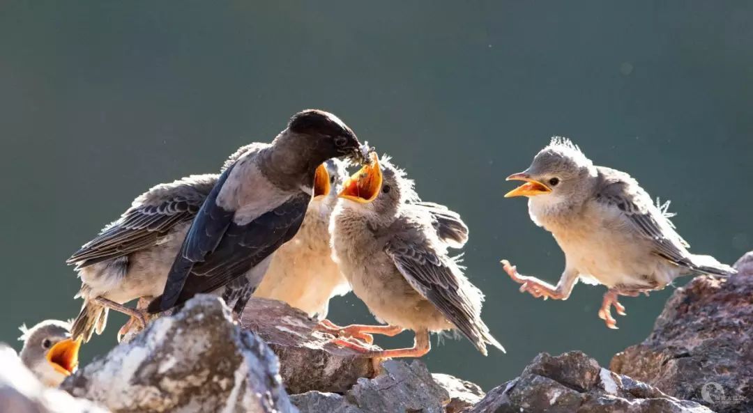 20萬(wàn)只粉紅椋鳥(niǎo)到達(dá)新疆,滅蝗大戰(zhàn)開(kāi)始,蝗蟲(chóng)還夠吃嗎 20萬(wàn)只粉紅椋鳥(niǎo)馳援新疆滅蝗,護(hù)40萬(wàn)畝草場(chǎng)!蝗災(zāi)到底有多可怕?