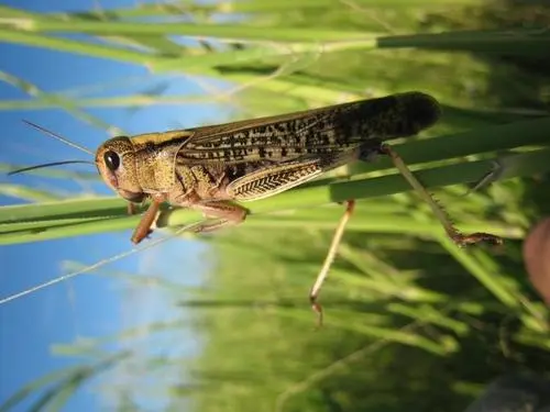 20萬(wàn)只粉紅椋鳥(niǎo)到達(dá)新疆,滅蝗大戰(zhàn)開(kāi)始,蝗蟲(chóng)還夠吃嗎 20萬(wàn)只粉紅椋鳥(niǎo)馳援新疆滅蝗,護(hù)40萬(wàn)畝草場(chǎng)!蝗災(zāi)到底有多可怕?