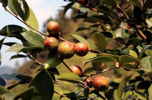 油茶樹花有粉和蜜嗎（如何預(yù)防蜜蜂幼蟲中毒）