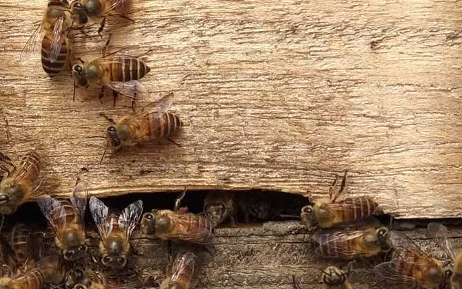 為什么蜂箱要用牛糞糊(牛糞涂蜂箱有什么作用) 為什么蜂箱要用牛糞糊(牛糞涂蜂箱有什么作用)