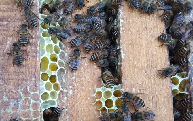 為什么蜂箱要用牛糞糊(牛糞涂蜂箱有什么作用) 為什么蜂箱要用牛糞糊(牛糞涂蜂箱有什么作用)