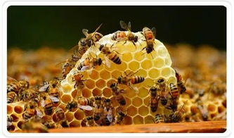 阿壩中蜂個(gè)體是中蜂中最大的嗎（阿壩蜜蜂個(gè)頭比中蜂大還是小）