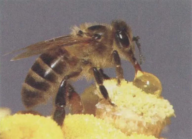 怎樣消滅蜂場里的大黑胡蜂(消滅胡蜂的三種方法) 怎樣消滅蜂場里的大黑胡蜂(消滅胡蜂的三種方法)